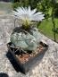 Preview: Thelocactus hexaedrophorus