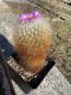Preview: Thelocactus macdowellii