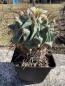 Preview: Thelocactus spec.