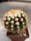 Preview: Notocactus purpureus