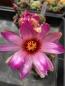 Preview: Thelocactus bicolor