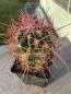Preview: Ferocactus acanthodes
