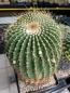 Preview: Notocactus schumannianus