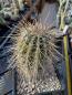 Preview: Carnegiea gigantea