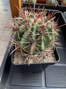 Ferocactus townsendianus