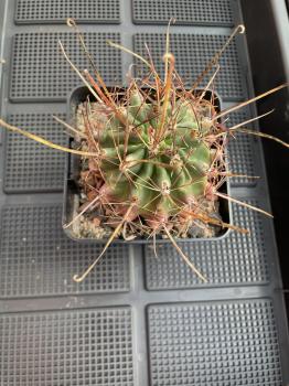 Hamatocactus setispinus