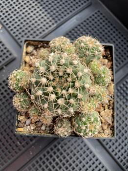 Gymnocalycium mesopotamicum