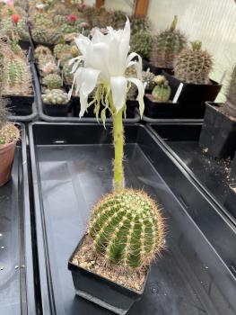 Echinopsis Hybride Bl weiss