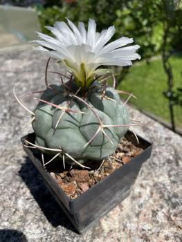 Thelocactus hexaedrophorus