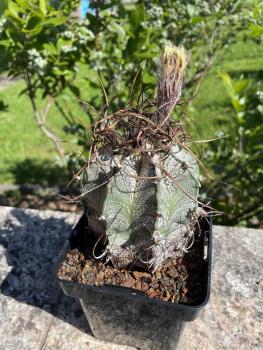 Astrophytum crassispinoides