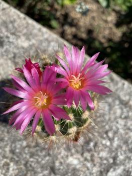 Notocactus purpureus