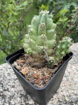 Thelocactus leucacanthus var. ehrenbergii