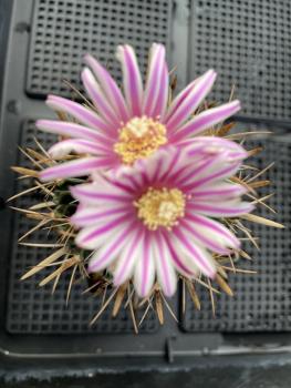 Stenocactus crispatus