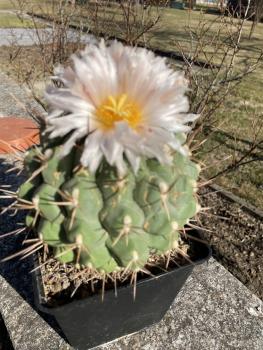 Thelocactus rinconensis