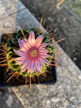 Stenocactus Mexico 82