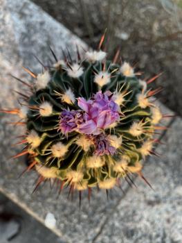 Stenocactus spec.