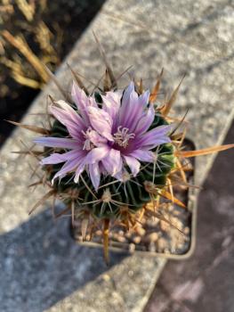 Stenocactus phyllacanthus