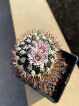 Stenocactus phyllacanthus