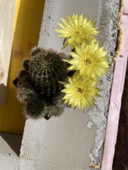 Echinopsis Hybr. Bl. Gelb