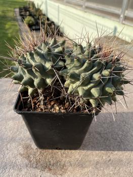Thelocactus spec.