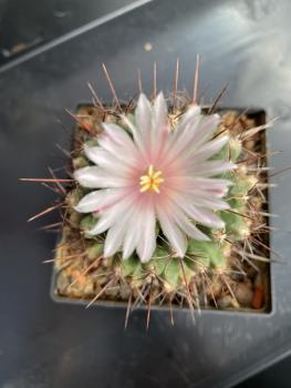 Thelocactus Bl weiss