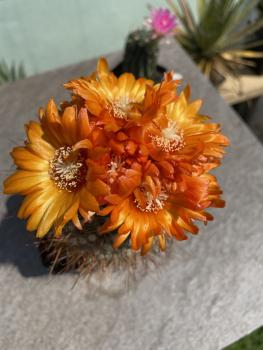 Parodia spec. T12