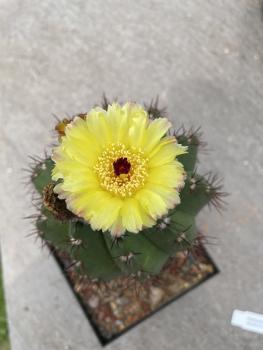 Notocactus saosepensitis