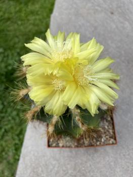 Notocactus magnificus var. warasi