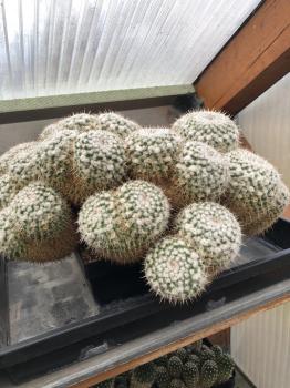 Mammillaria parkinsonii