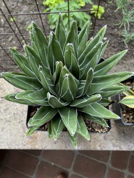 Agave reginae