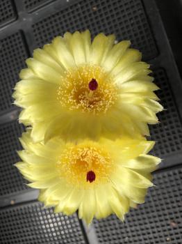 Notocactus glaucinus