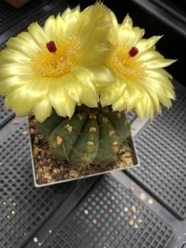 Notocactus glaucinus