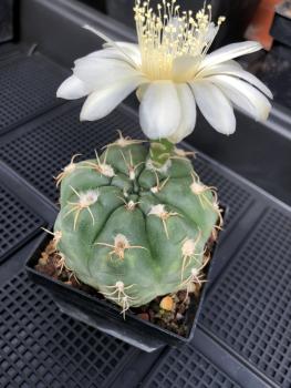 Gymnocalycium denudatum