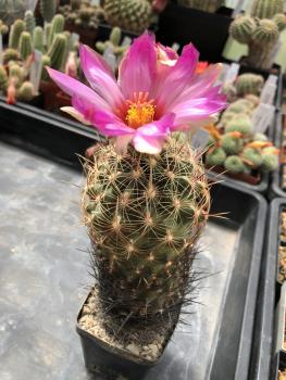 Thelocactus bicolor