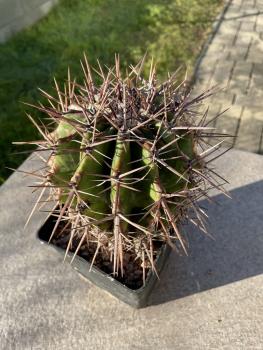 Echinocactus ingens