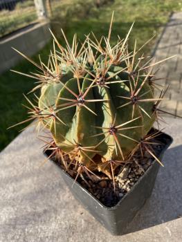 Ferocactus histrix