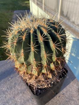 Ferocactus electracanthus