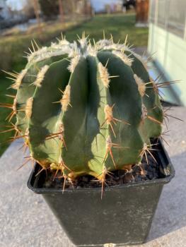 Ferocactus reppenhagenii