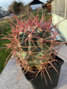 Ferocactus acanthodes