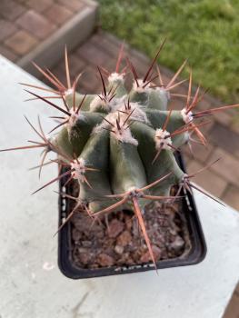 Echinocactus palmeri