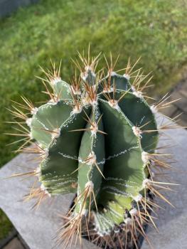 Astrophytum Ornatum var. glabrescens