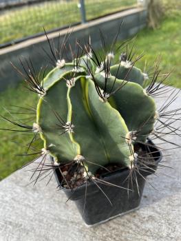 Astrophytum Ornatum var. glabrescens