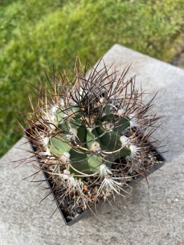 Astrophytum capricorne var. niveum