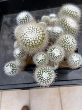 Notocactus scopa