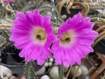 Echinocereus pentalophus