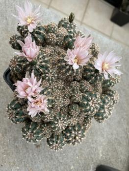 Gymnocalycium bruchii