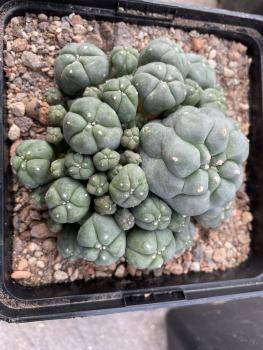 Lophophora caespitosa