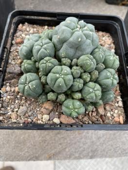 Lophophora caespitosa