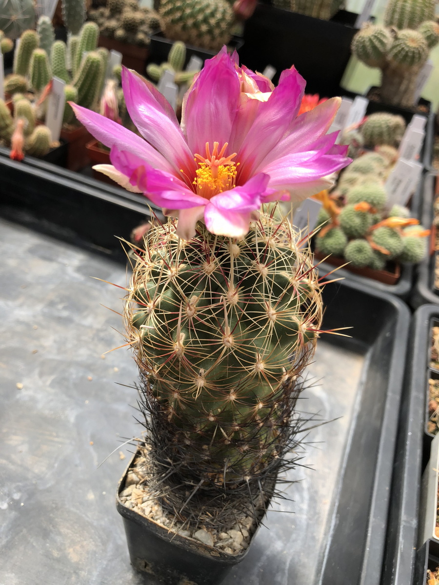 Kakteen Magg Webshop Thelocactus Bicolor