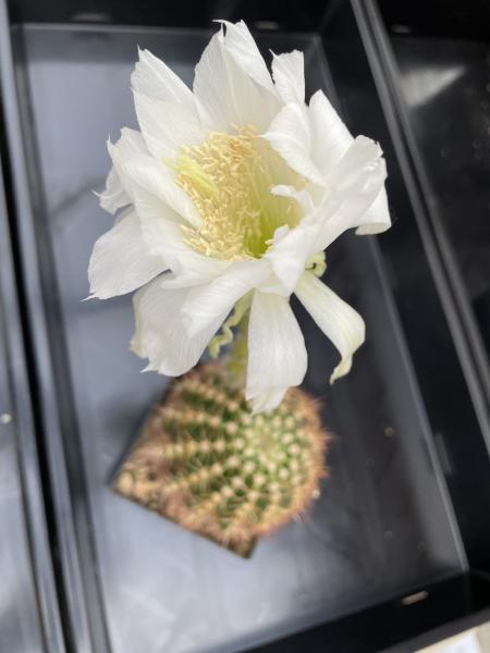 Echinopsis Hybride Bl weiss